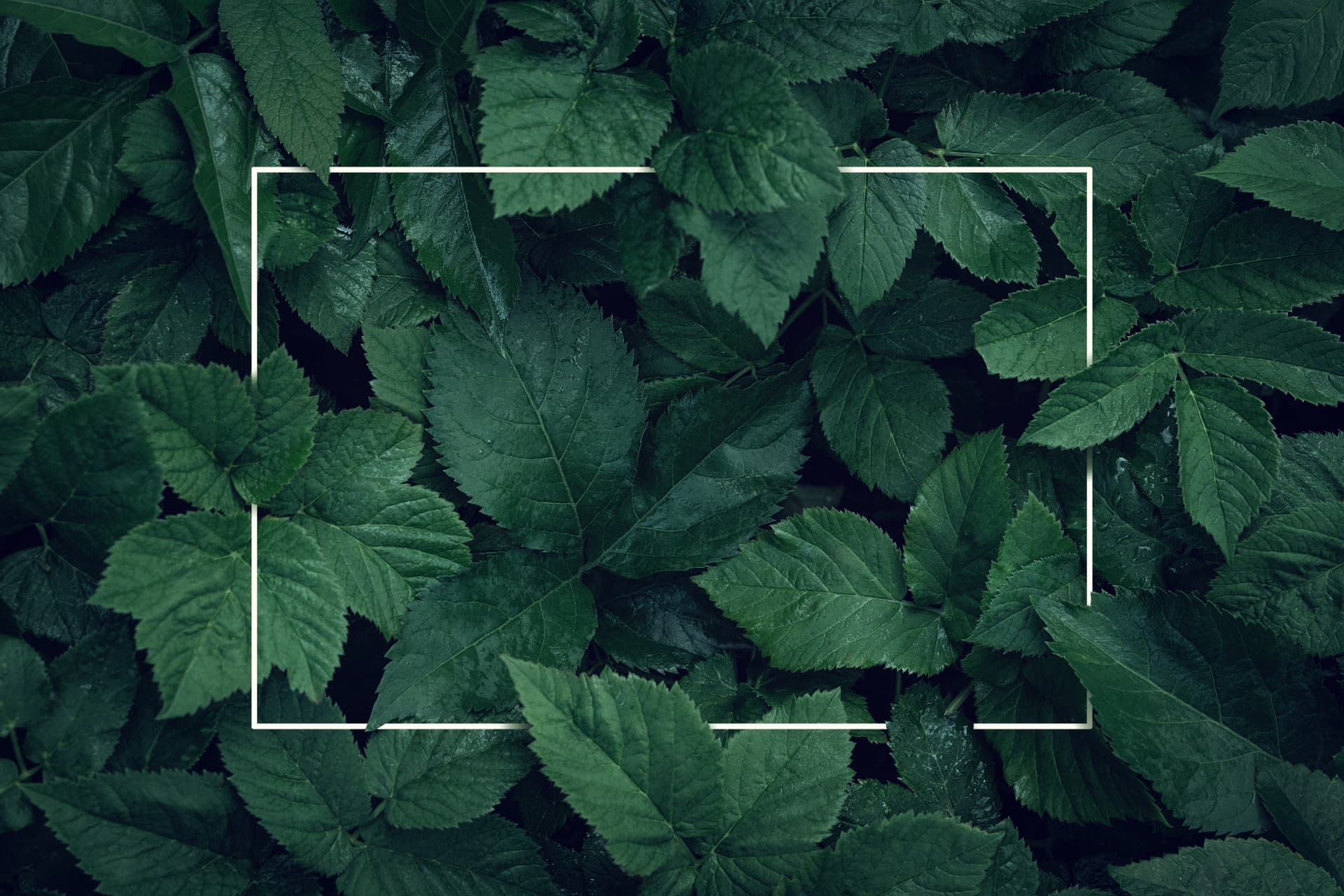 Close-up canopy of dark green leaves