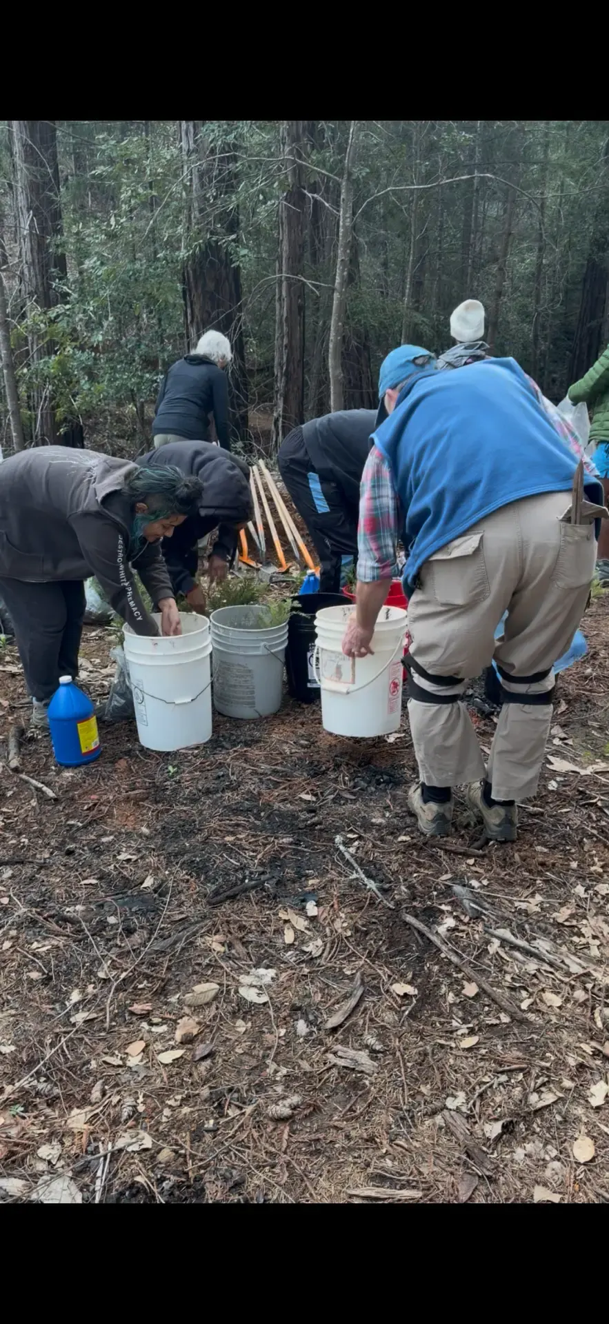 Volunteers with buckets planting seedlings in moist forest soil